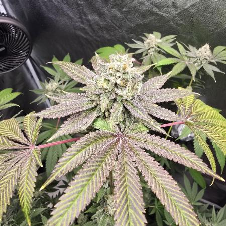 Blue Dream