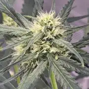Lemon Tree Auto