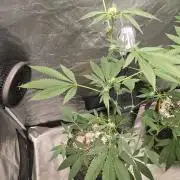 Garlic Mint Sherbet