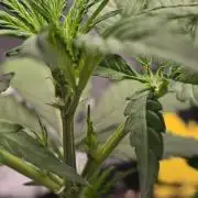 Lemon Tree Auto