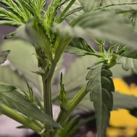 Lemon Tree Auto