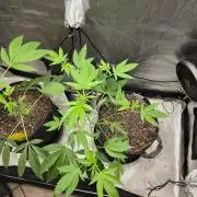 Garlic Budder