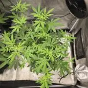 Insane OG