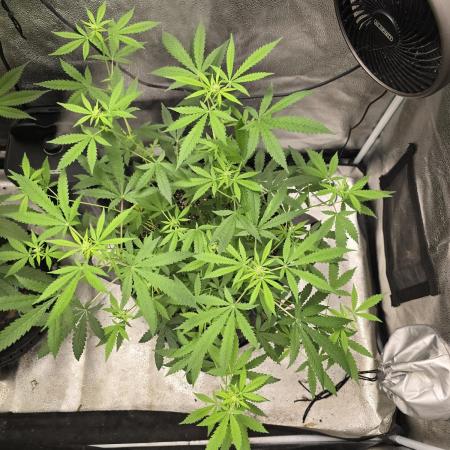 Insane OG