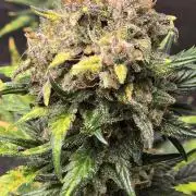 Purple Haze Auto