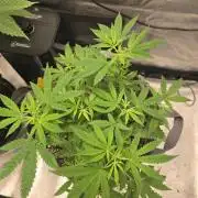 Insane OG