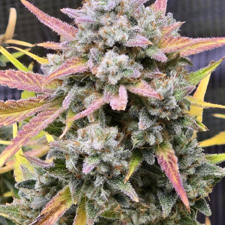 Banana Purple Punch auto