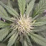 Banana Purple Punch RF3