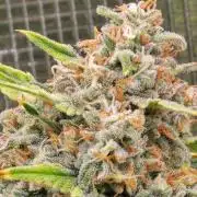 Lemon Tree Auto