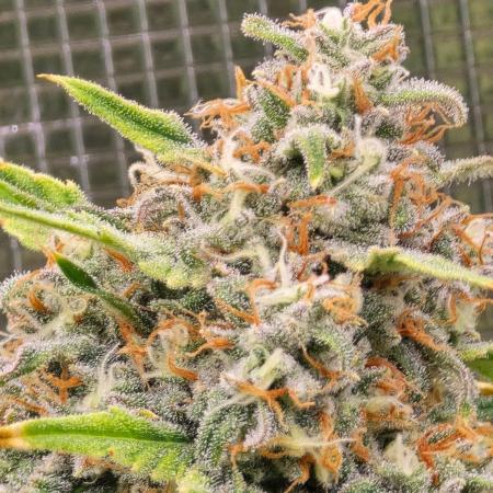 Lemon Tree Auto