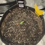 Strawberry Gorilla auto