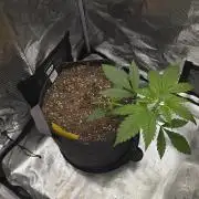 Pineapple Express Auto