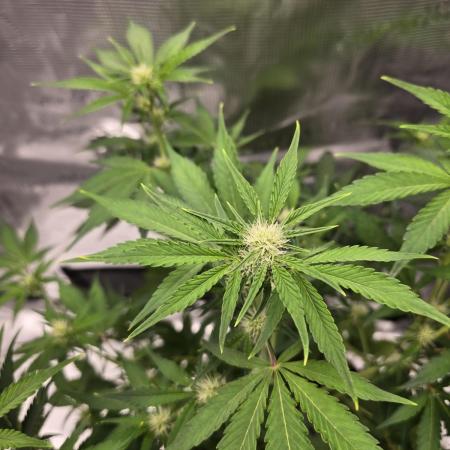 Banana Purple Punch auto