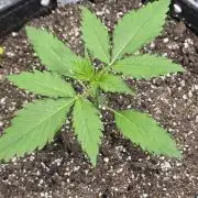 Lemon Tree Auto