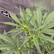 Lemon Tree Auto