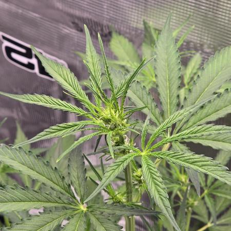 Lemon Tree Auto