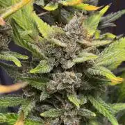 Cherry Cola Auto