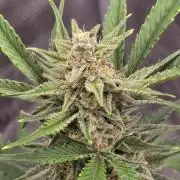 Pineapple Express Auto