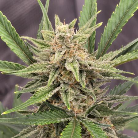 Pineapple Express Auto