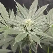 Blue Dream
