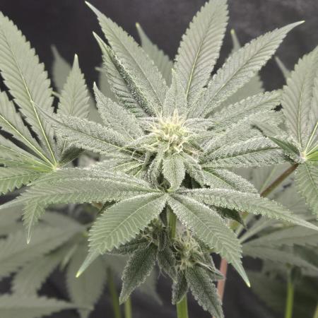 Blue Dream