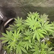 Blue Dream