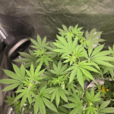 Blue Dream