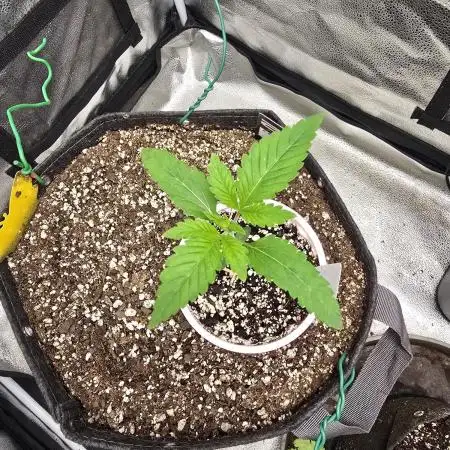 Blue Dream