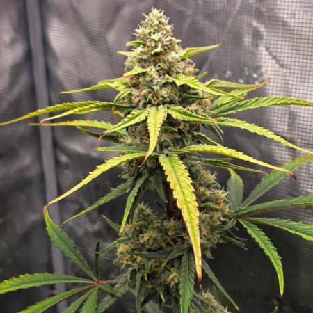 Lemon Tree Auto