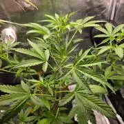Banana Guava Auto