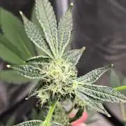 Garlic Mint Sherbet