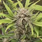 Banana Purple Punch auto