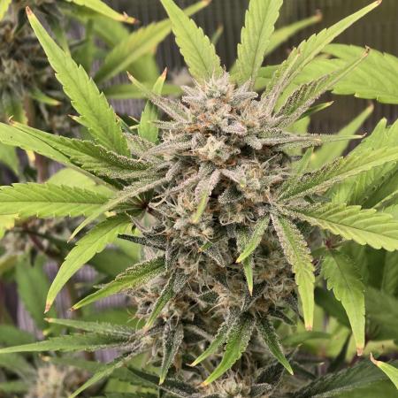 Banana Purple Punch auto