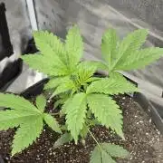 Cherry Cola Auto