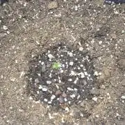 Pineapple Express Auto