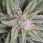 Strawberry Gorilla auto