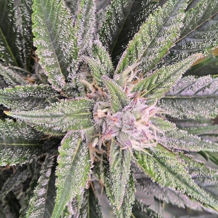 Strawberry Gorilla auto