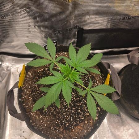 Banana Purple Punch RF3