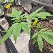 Garlic Budder