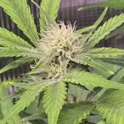 Banana Purple Punch auto