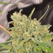 Lemon Tree Auto