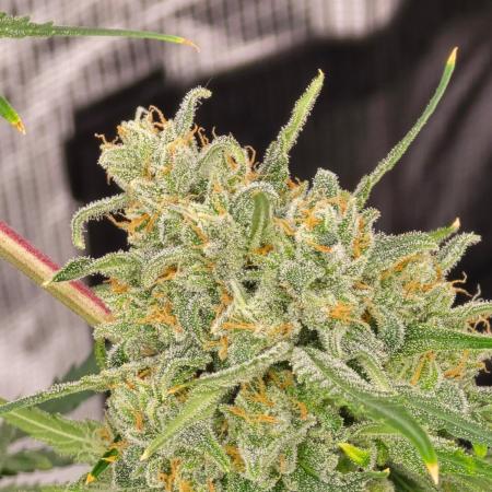 Lemon Tree Auto