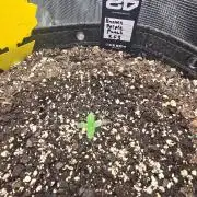 Banana Purple Punch RF3