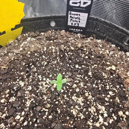 Banana Purple Punch RF3