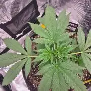 Banana Purple Punch RF3