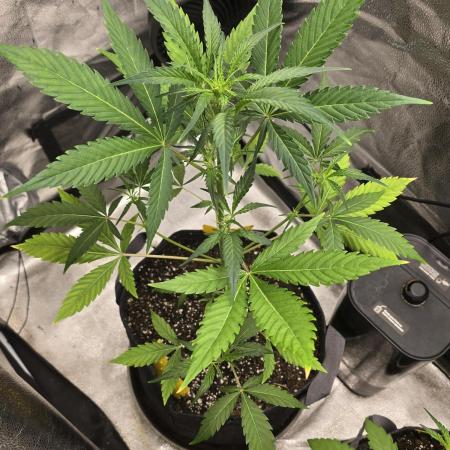 Gorilla Cookies + Frostbanger Autos