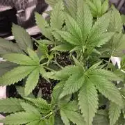 Strawberry Gorilla auto