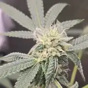 Garlic Budder