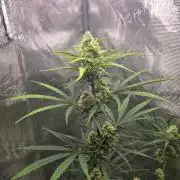 Lemon Tree Auto