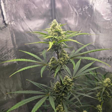 Lemon Tree Auto